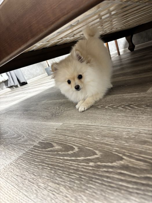 Продам Собачку Шпіца