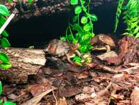 Dwa żółwie pudełkowe (terrapena) młode i zdrowe wraz z terrarium