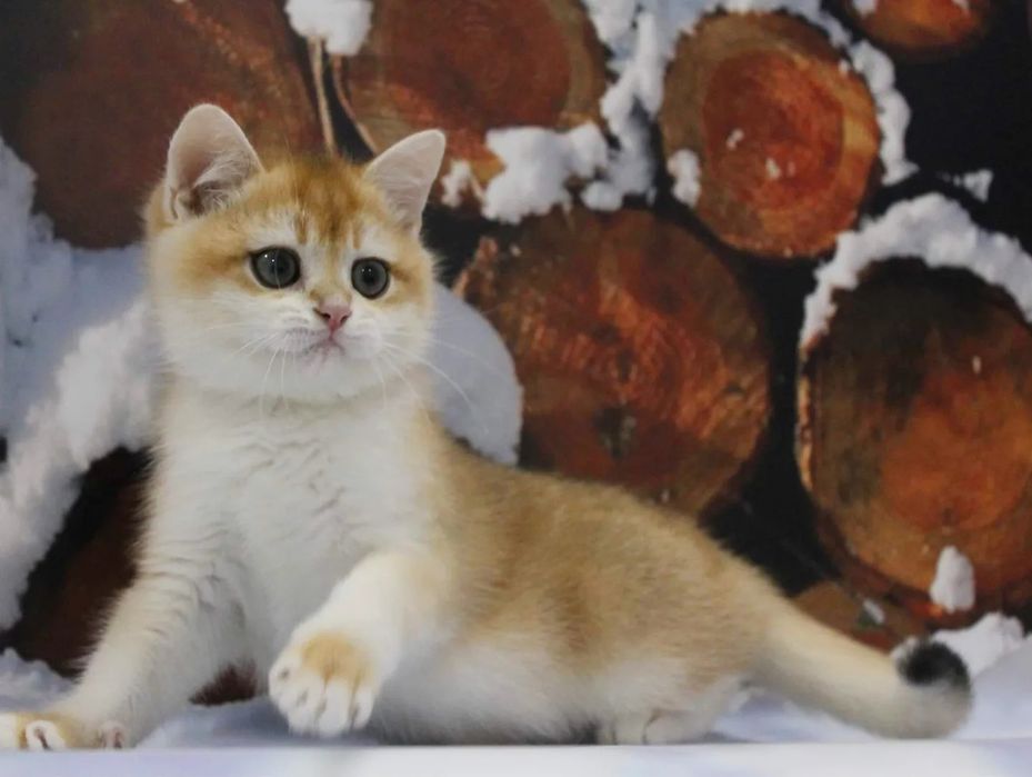 Елитные золотые шиншилы от титулованных родителей!