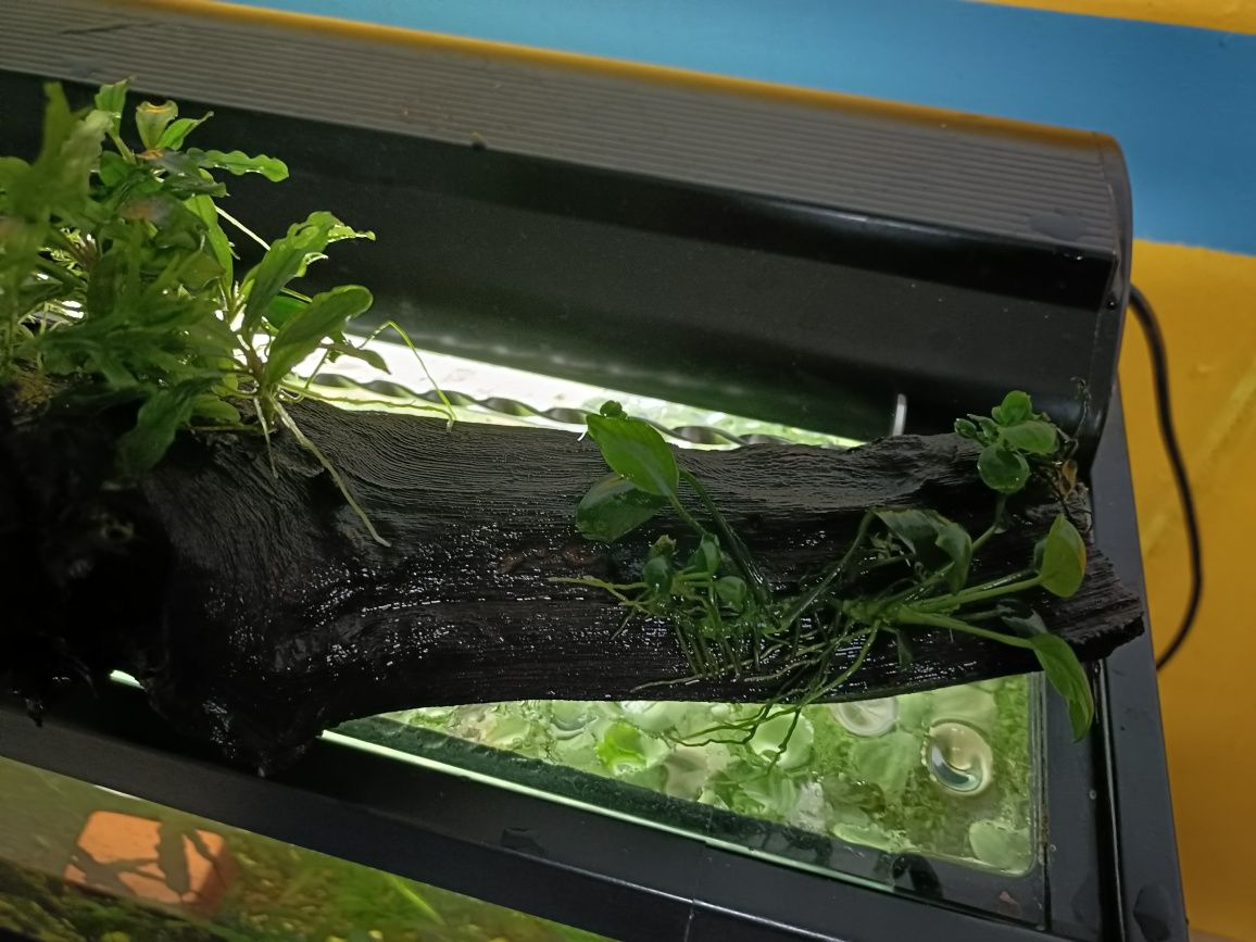 Tronco de videira com Bucephalandras e Anubias Nana