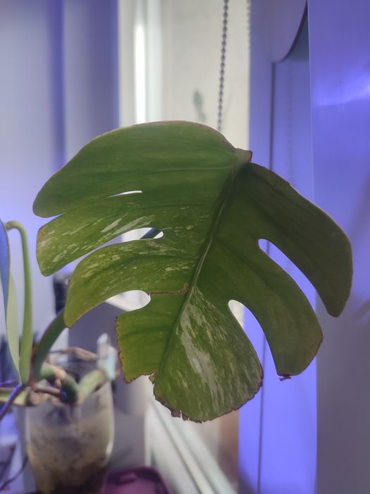 Monstera wariegata