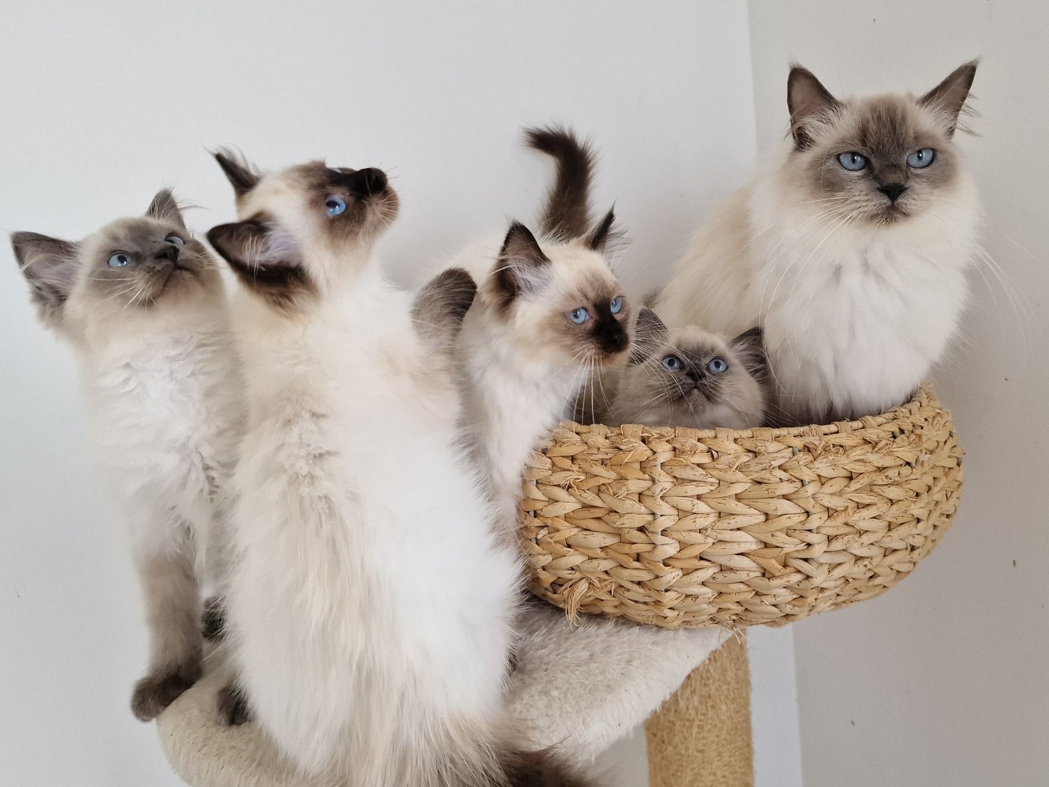 Kocurek ragdoll z międzynarodowym rodowodem FIFE.