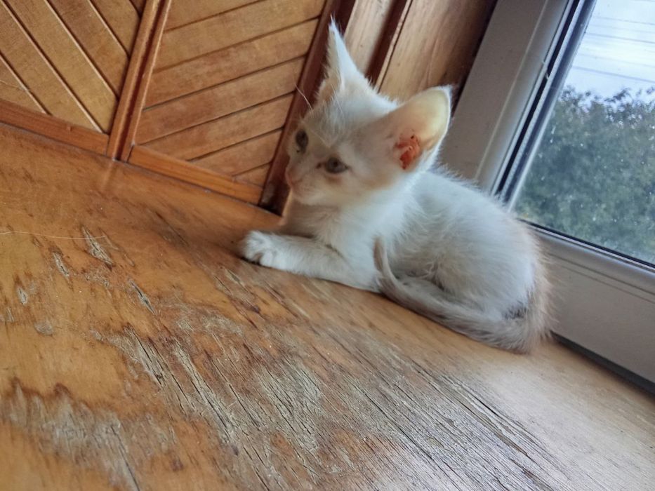 Отдам котят в хорошия руки