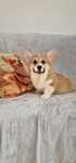 Welsh Corgi Pembroke,  Naturalny Bobtail,  piesek