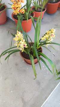 Orquídeas Variadas