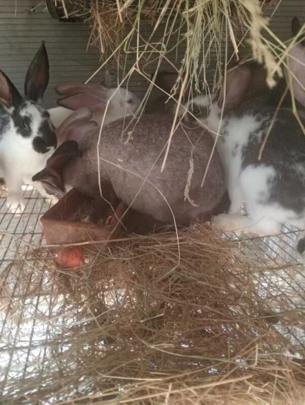Coelhos para venda