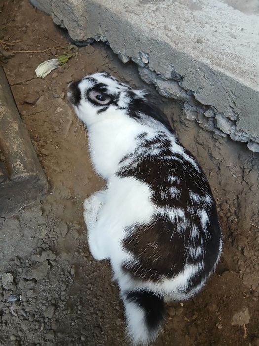отдам кролика в хорошие руки
