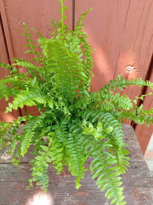 Папоротник Нефролепсис.