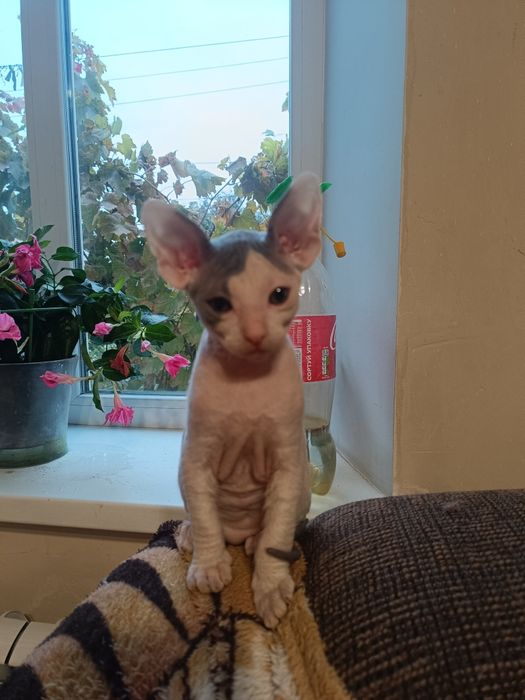Котята Донського сфінкса.