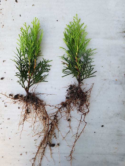 Tuja Szmaragd, Brabant sadzonki, PASZPORTY!