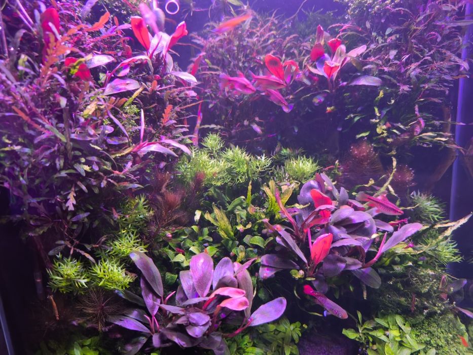 Аквариумные растения