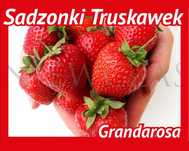 SADZONKI TRUSKAWEK GRANDAROSA – Silne, Zdrowe od Niewczas Szkółka