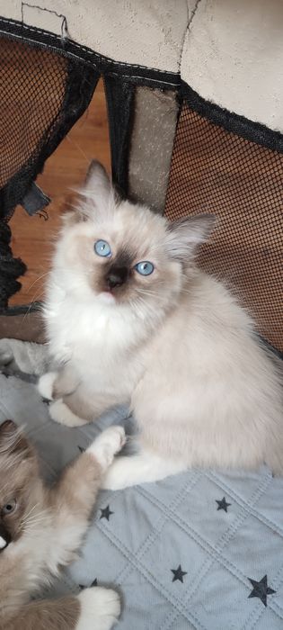 Ragdoll  koteczek seal mitted  rodowód międzynarodowy TICA