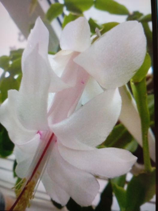 Продам різдвяник шлюмбергера