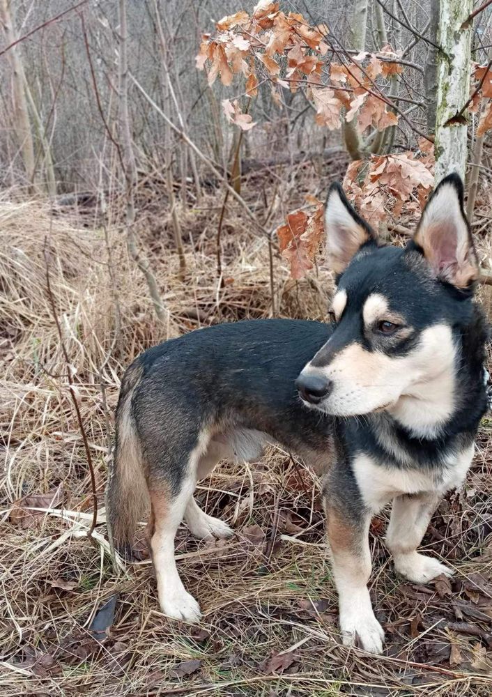 Malutki, Uroczy Rambo szuka domku