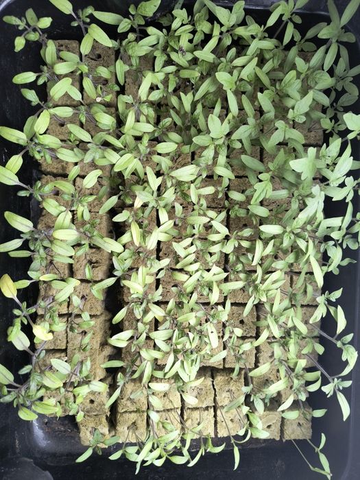 Bloki do sadzonek EcoGrow Rockwool hydroponic 50szt