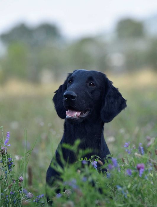 Flat Coated Retriever - czarna suczka  ZKwP/FCI
