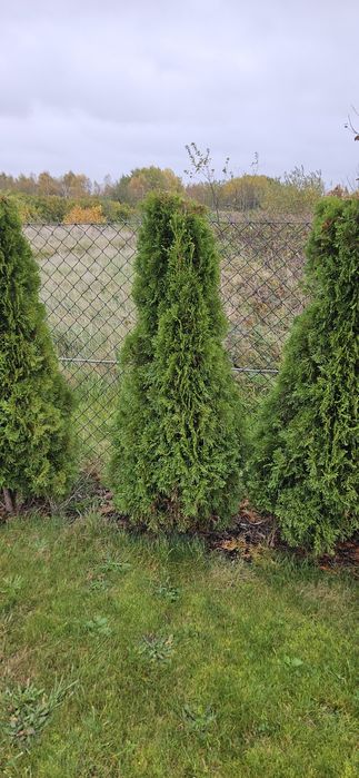 Iglaki tuje szmaragdy