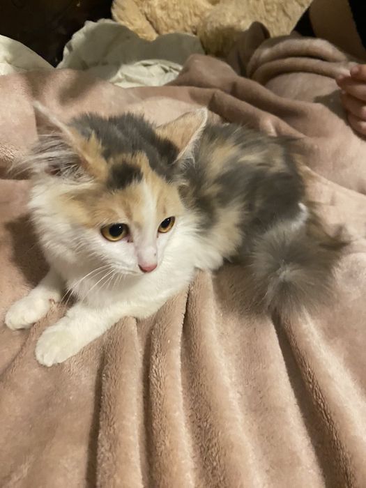 В люблячу родину ‼️