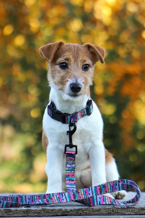 suczka Jack Russell terrier ZKWP/FCI
