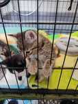 Mufasa i Zazu- słodziaki do adopcji