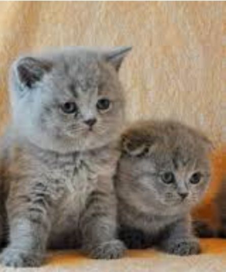 Очень красивые котята