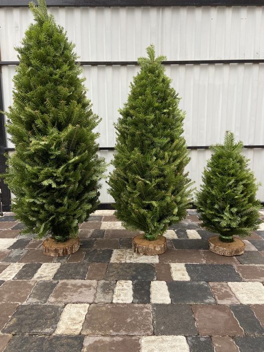 Ялинка плетена , ялинка з живих гілок, жива ялинка, сосна, ялинка