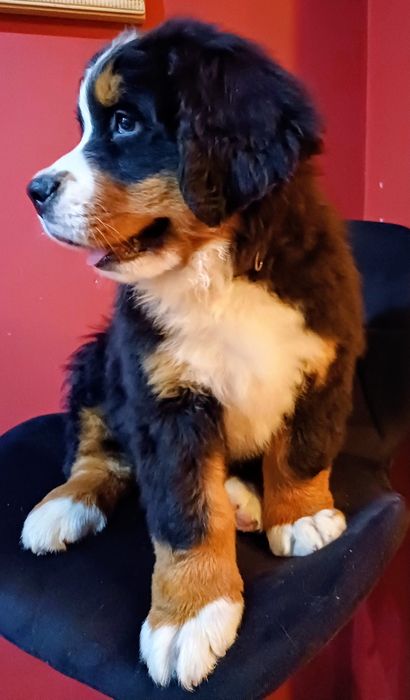 Berneński Pies Pasterski ZHPR UCI FCI