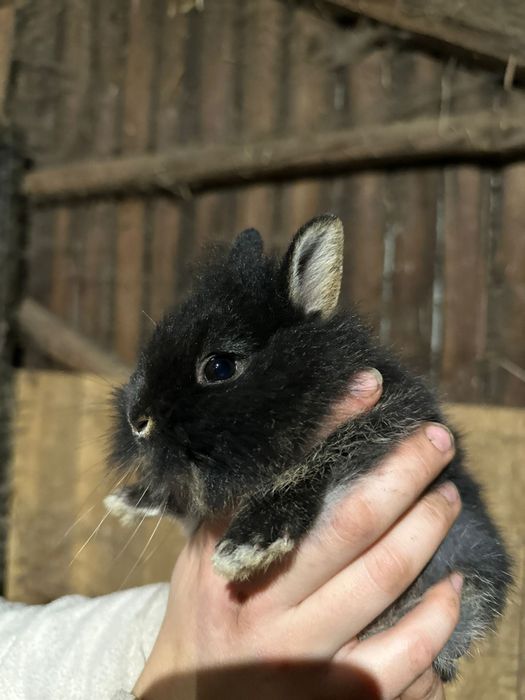 Królik miniaturka królik miniaturowy