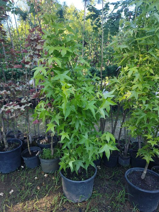 Wiśnia Japońska Kiku Shidare,  Amonagawa XXL