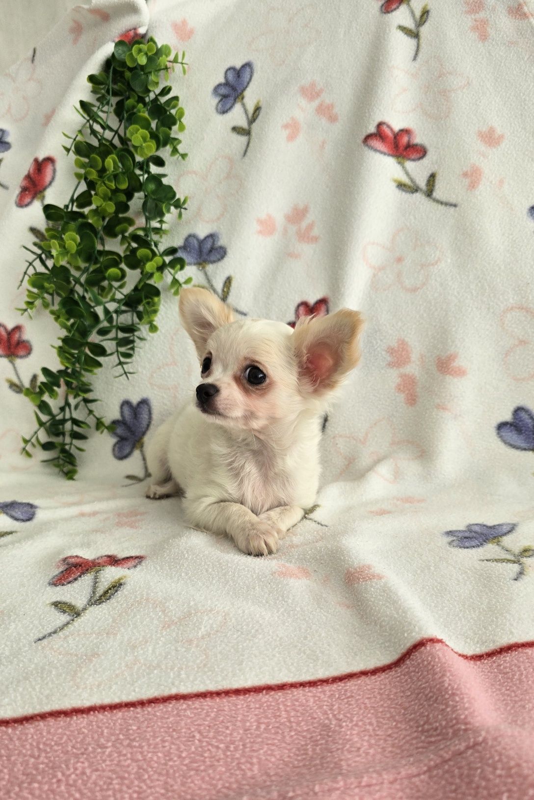 Mini Tesourinho semi pelo Chihuahua/Chiuaua LinhagemRussa. Qualidade