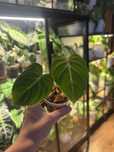 Philodendron gloriosum