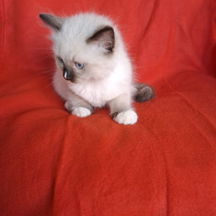 Ragdoll kocurek rodowód + wyprawka