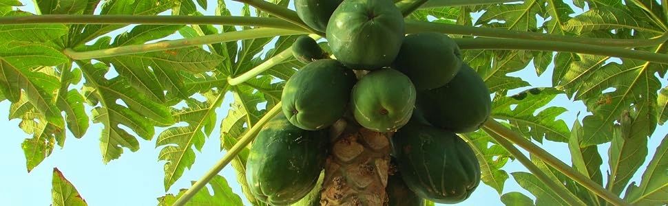Naturalny Suplemet Diety Fermentowane Tabletki Papaja Phytosud Fr