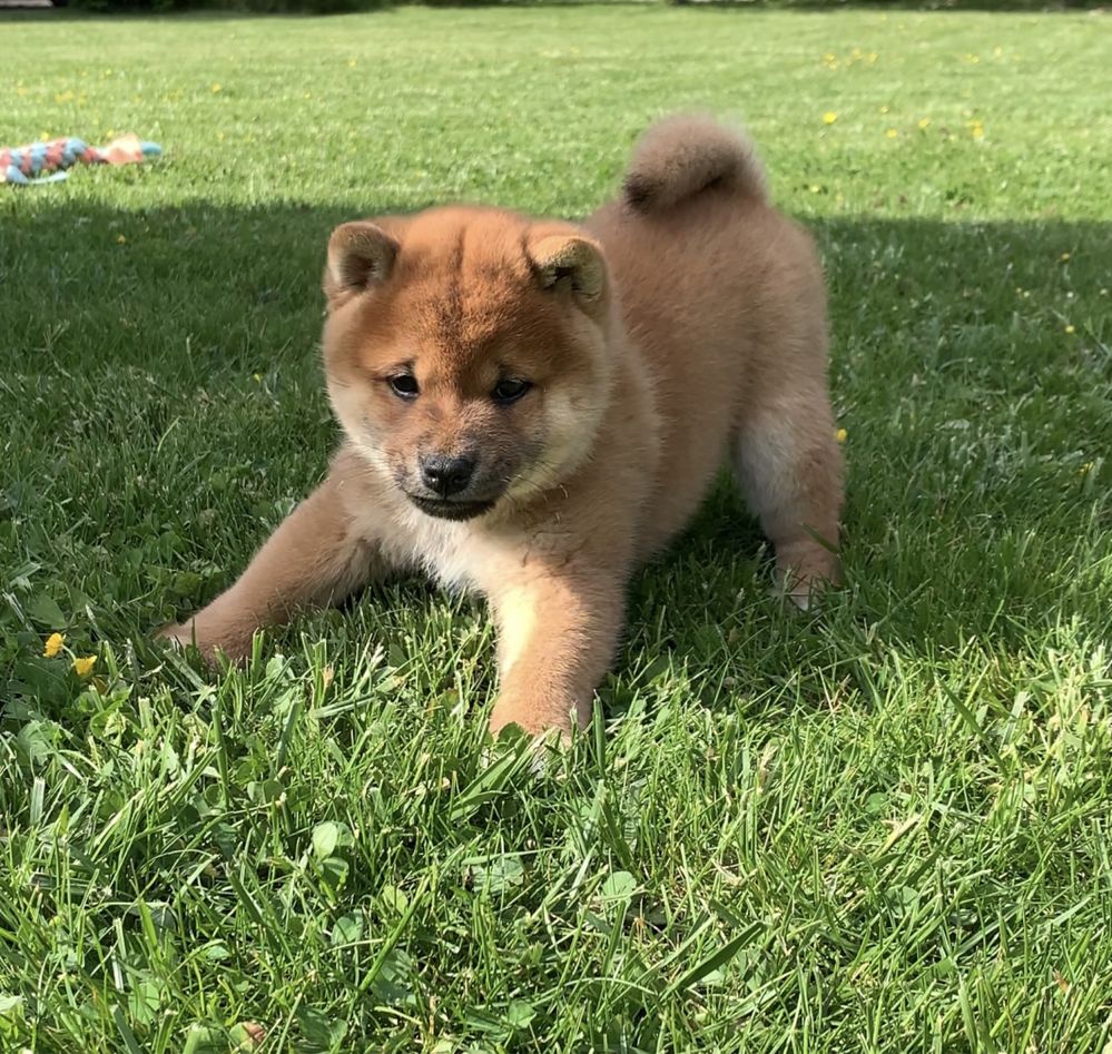 Цуценята Shiba Inu, Шиба Іну. Від Офіційного розплідника !