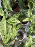 Syngonium Mojito