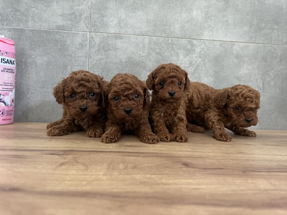 Pudel Toy red Brown Szczeniaki z Rodowodem