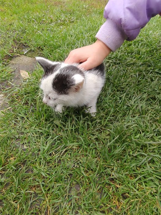 Oddam małe kotki za darmo