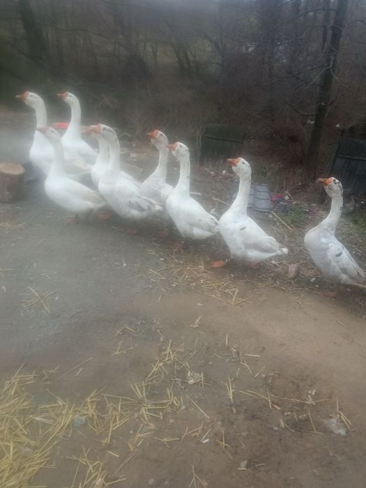 Продам молоді гуси,звоніть договоримось