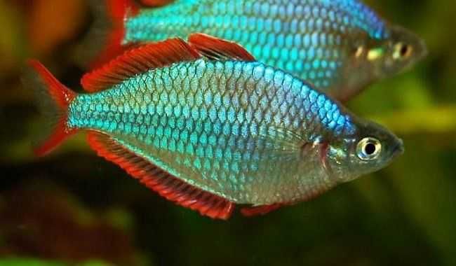 MISIEKZOO Tęczanki - Tęczanka Neonowa