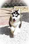 Husky Siberiano - LOP
