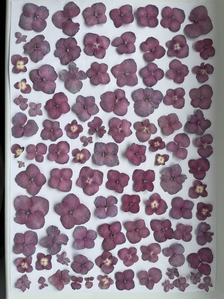 Гербарій сухоцвіт обʼємний гортензії рожевий