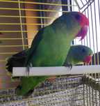 Agapornis taranta- Casal