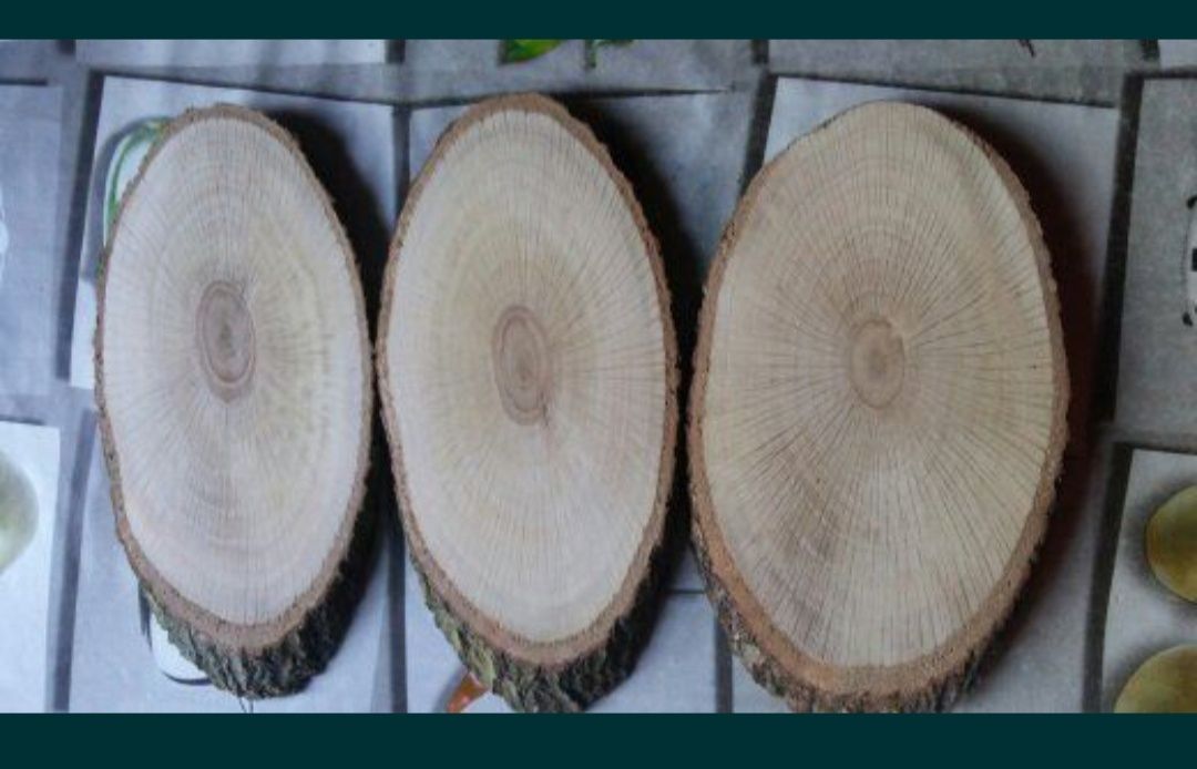 Plastry suche oszlifowane podkładki drewienka krążki drewniane