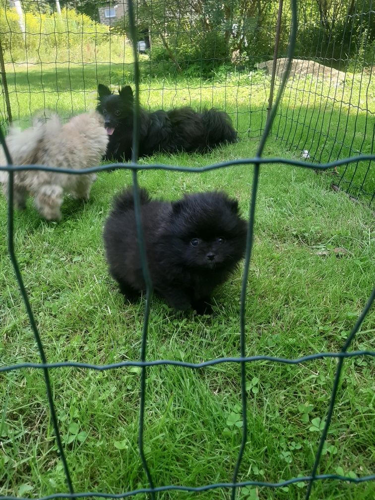 Szpic miniaturowy pomeranian