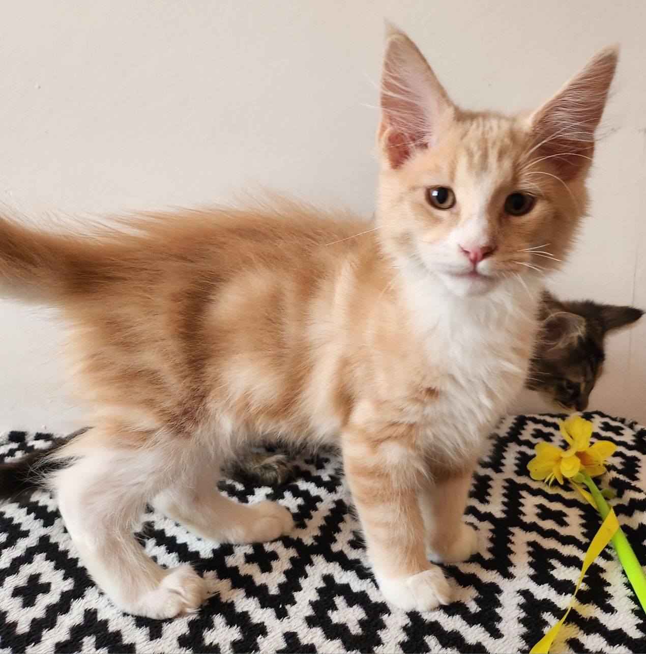 Kot Maine Coon gotowy do odbioru