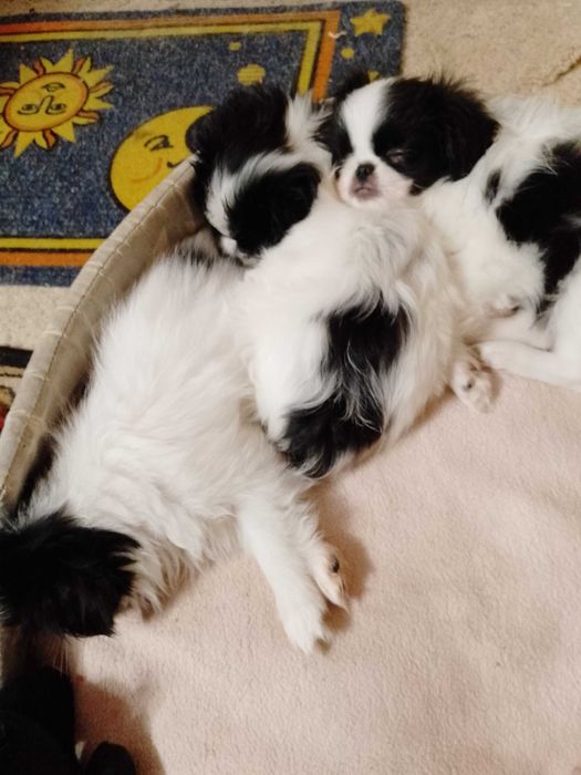 Цуценятка Японського хіна