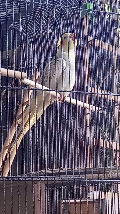 Sprzedam papugi Nimfy razem z klatką