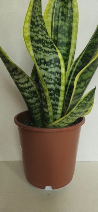 Planta Espada de São Jorge Vaso 13 cm