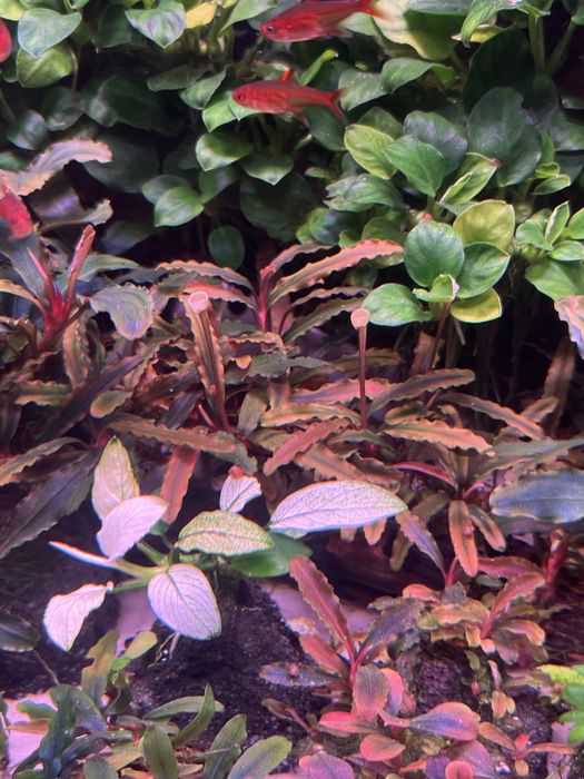 Bucephalandra Bibilis